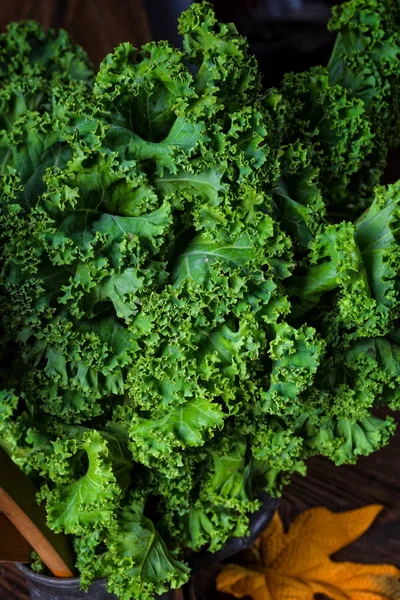 Kale Brassica oleracea — Stock Image Kale Brassica oleracea Royalty Free Stock Photos