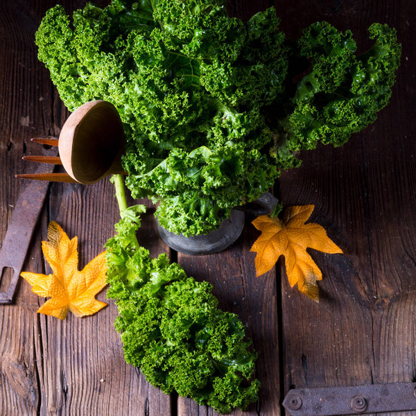 Kale Brassica oleracea 