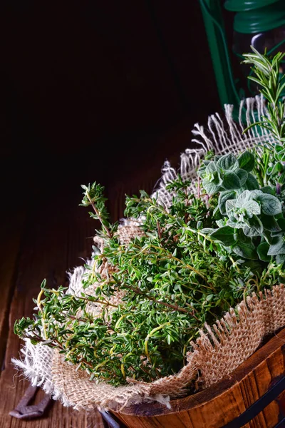 Colección Plantas Tomillo Orégano Romero — Foto de Stock