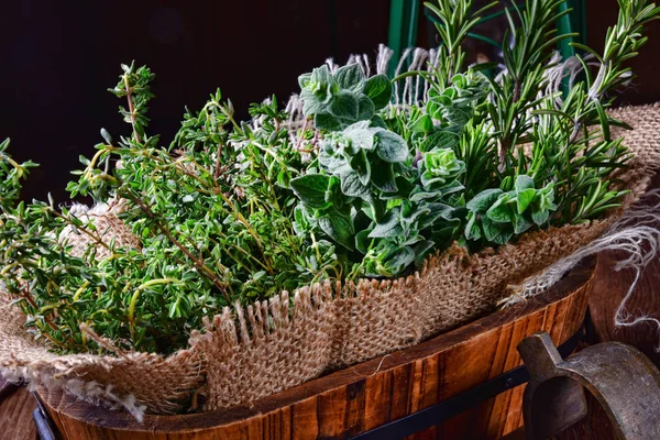 Colección Plantas Tomillo Orégano Romero — Foto de Stock