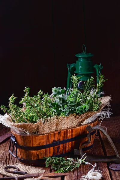 Colección Plantas Tomillo Orégano Romero —  Fotos de Stock