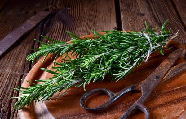 Rosmarin (Rosmarinus officinalis) aromatik bitki 