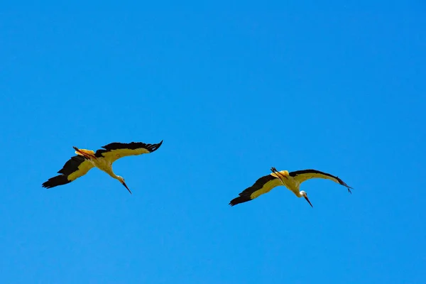 Storks Sitting Nest Flying — Stock Photo, Image