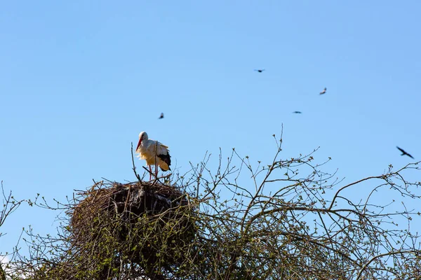 Ooievaars Zitten Het Nest Vliegen — Stockfoto