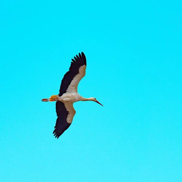 Storks Sitting Nest Flying — Stock Photo, Image