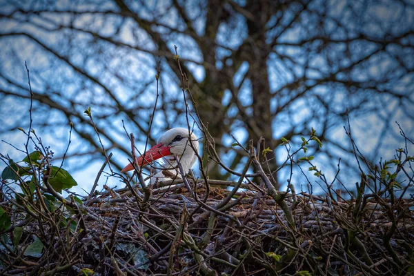 Ooievaar Het Nest — Stockfoto