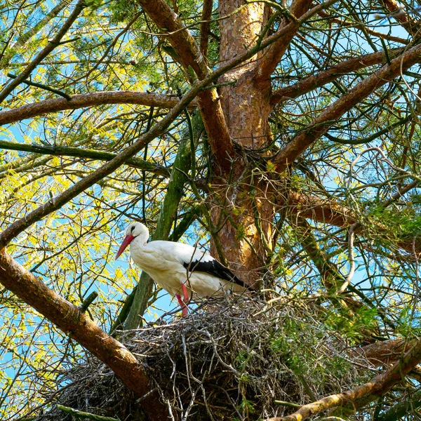 Ooievaars Zitten Het Nest Vliegen — Stockfoto