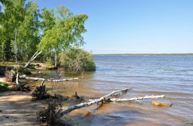 Ağaçlar nehir suya düşmüş. Ağaçların kökleri
