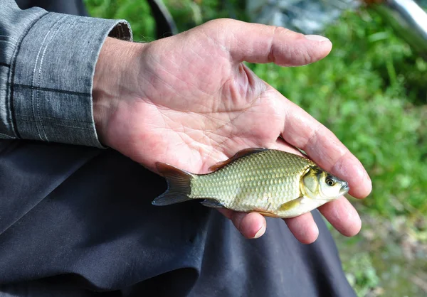 Karp i handen av en fiskare Stockfoto