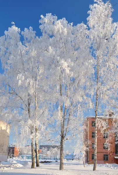 Trees with white frost in frosty weather. Winter — Stock Photo, Image