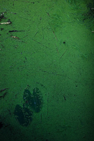 Hierba verde en el pantano — Foto de Stock