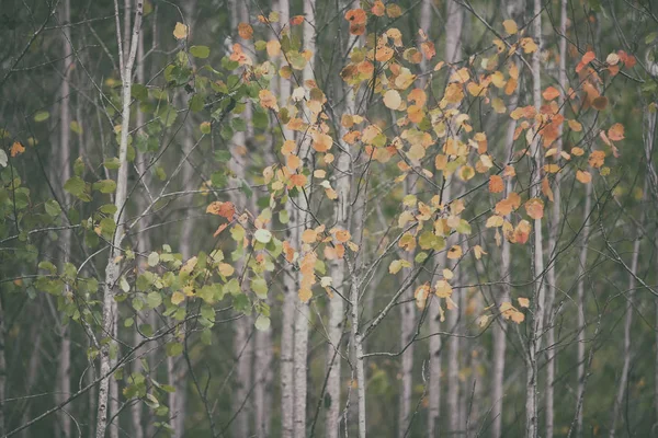 Cespugli con foglie di autunno — Foto Stock