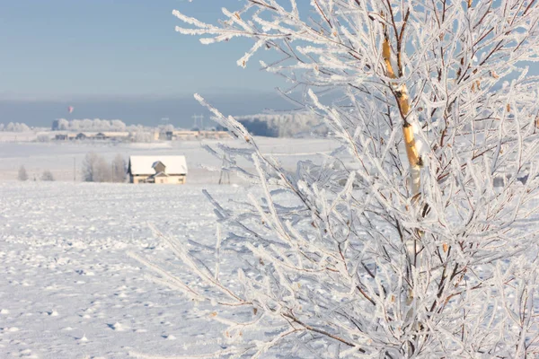 Vinterlandskap med träd — Stockfoto