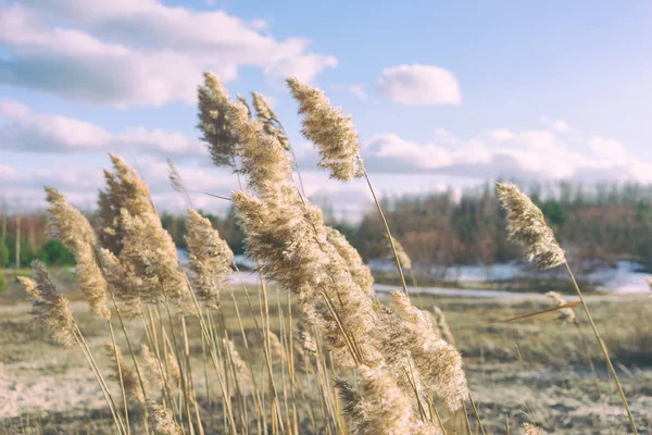 Cane in dunes spring — Stock Photo, Image