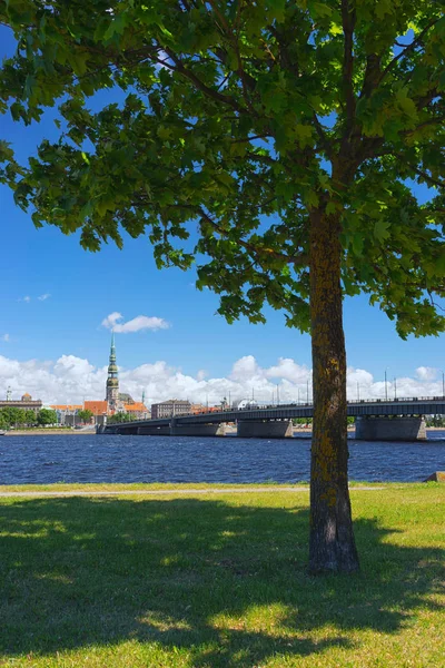 Grön lönn på bakgrunden av Riga — Stockfoto