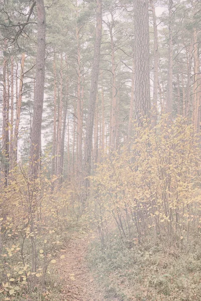 Autunno foresta baltica — Foto Stock