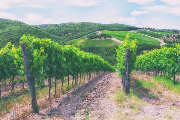 Les vignobles de Toscane — Photo