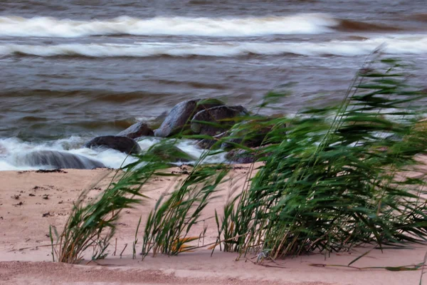 A szél a strandon — Stock Fotó