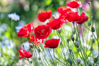 Yaz bahçesinde kırmızı haşhaş