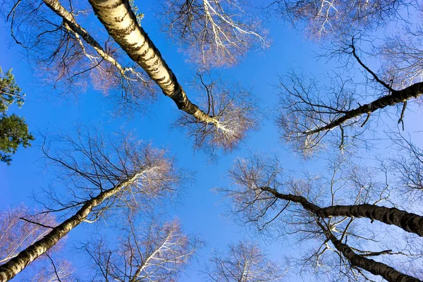 春天森林中的蓝天 — 图库照片