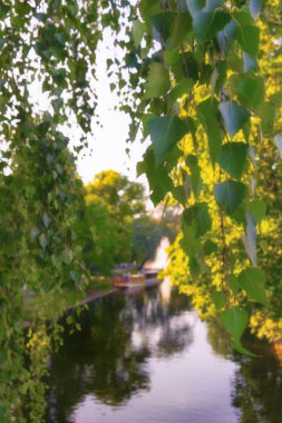 Kanal arka plan üzerinde huş ağacı yaprakları