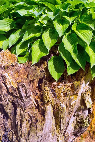 Groene planten op de oude stomp — Stockfoto