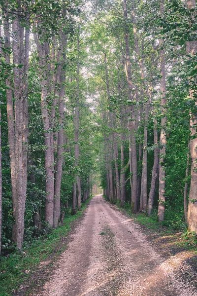 Uma estrada de terra entre árvores — Fotografia de Stock