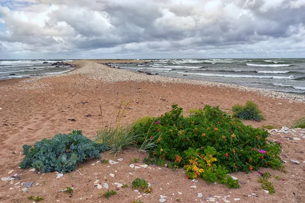 Rosa mosqueta en una playa de arena en una tormenta —  Fotos de Stock