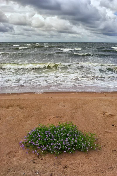 Fleurs sur une plage de sable dans une tempête — Photo