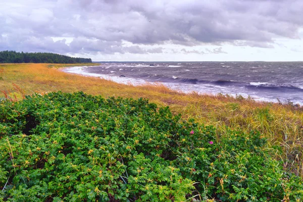 The Baltic Sea coast in summer — Stock Photo, Image