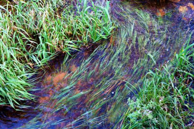 Çimenlerin üzerinde su akışını