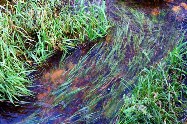 Der Wasserfluss auf dem Gras — Stockfoto
