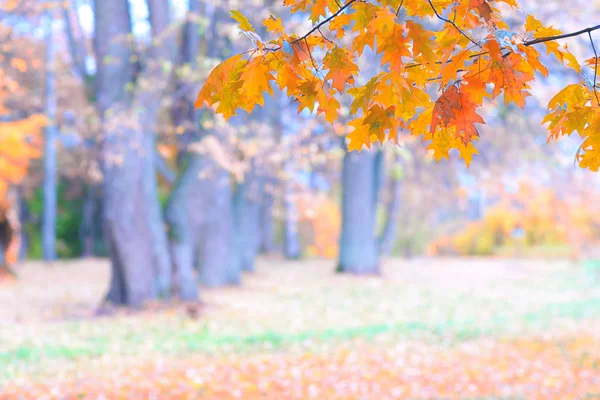 Orange leaves in the forest in autumn — Stock Photo, Image