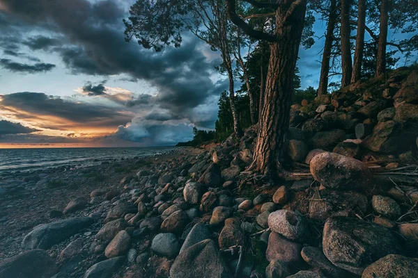 Tramonto nel Mar Baltico con pini — Foto Stock