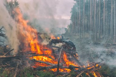 çam ormanı içinde ateş