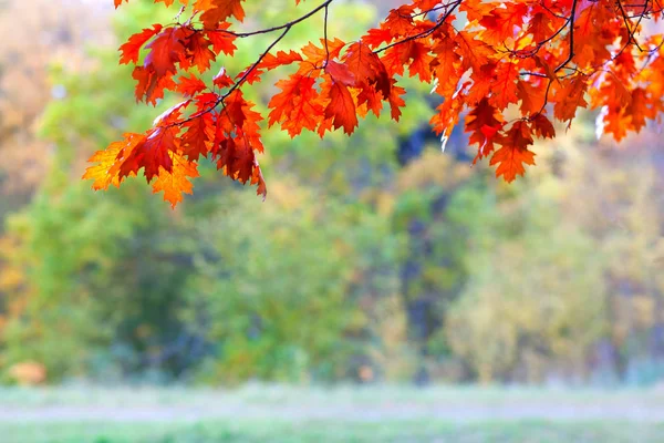 Red maple leaves in autumn — Stock Photo, Image