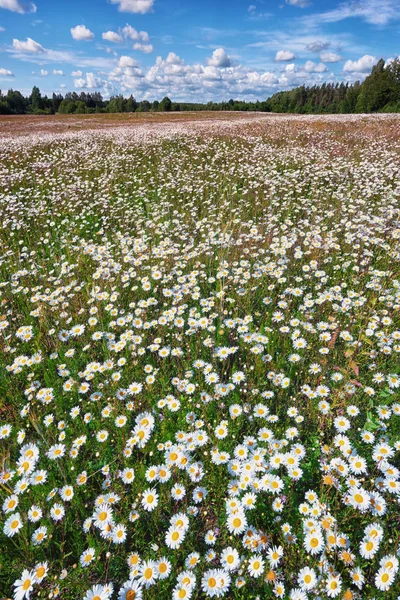 Campo di margherite bianche in estate — Foto Stock