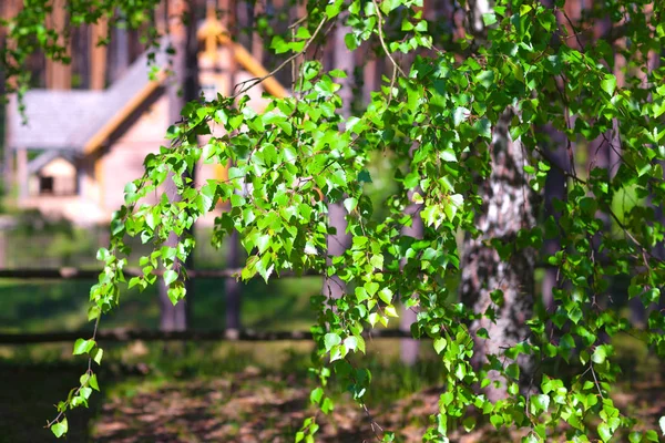 春の森の家 — ストック写真