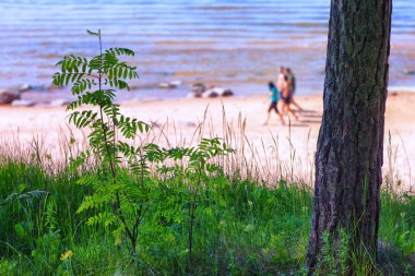 İnsanlar Baltık dunes üzerinde yürümek