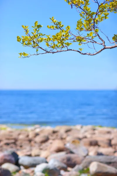 Trädgren mot havet — Stockfoto