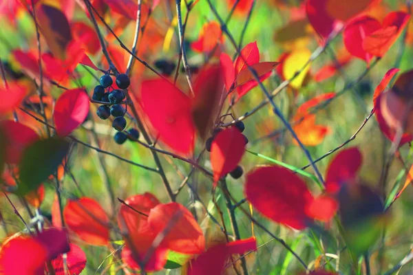 Red leaves in green grass — Stock Photo, Image