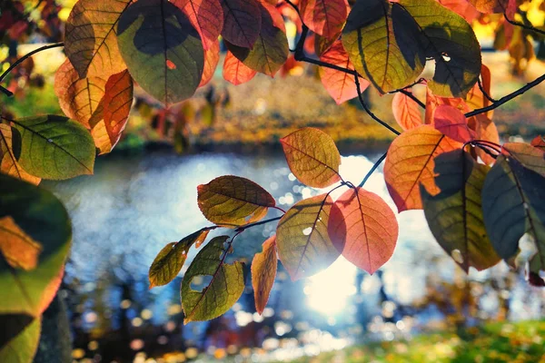 Městský park s kanálem na podzim — Stock fotografie