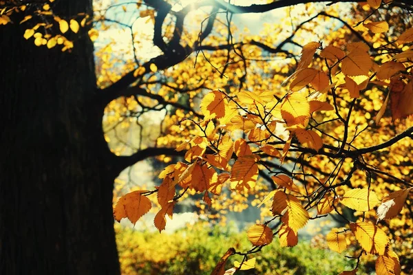 里加市公园的秋天 — 图库照片