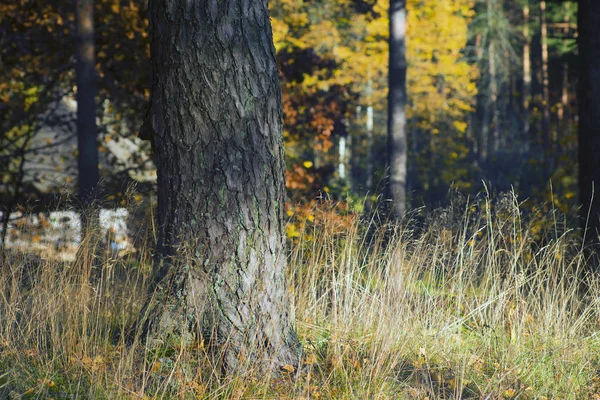 Pin dans la forêt d'automne — Photo