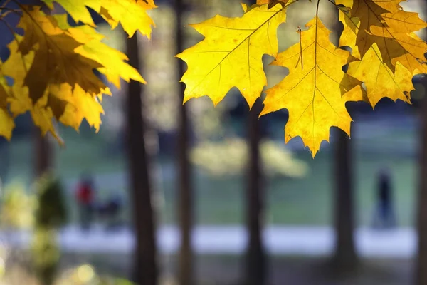 Autunno con foglie d'acero nel parco — Foto Stock
