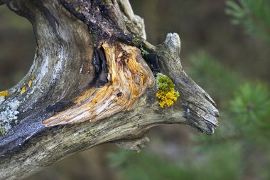 Ormandaki yaşlı bir ağacının ayrıntı