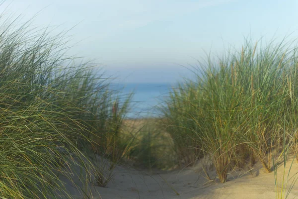 Hierba verde en las dunas — Foto de Stock
