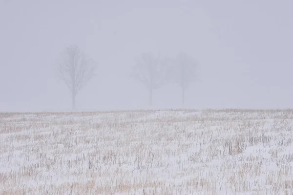 Árvores no campo em uma nevasca — Fotografia de Stock