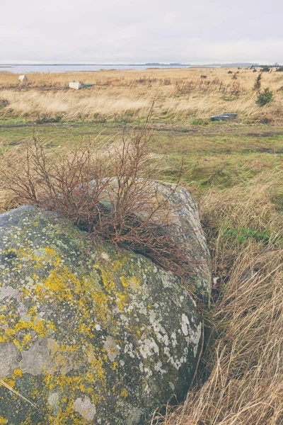 Struiken splitsen een steen door de zee — Stockfoto