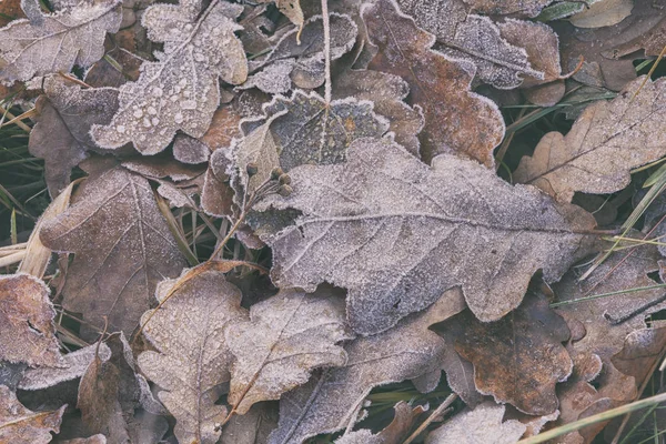 Blätter im Gras im Frost — Stockfoto